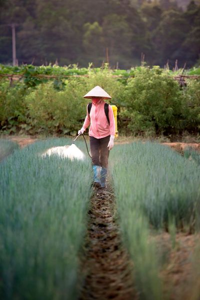 Farmer applying fertilizer on a green field