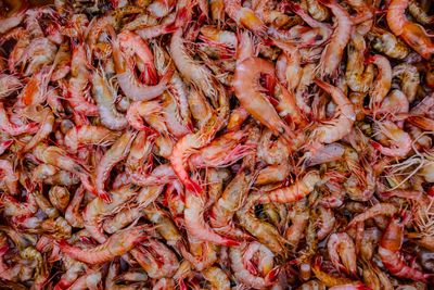Fresh shrimp piled at a seafood market
